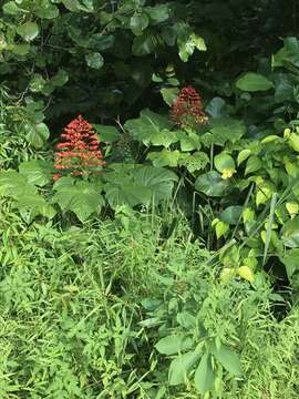 Image of pagoda-flower