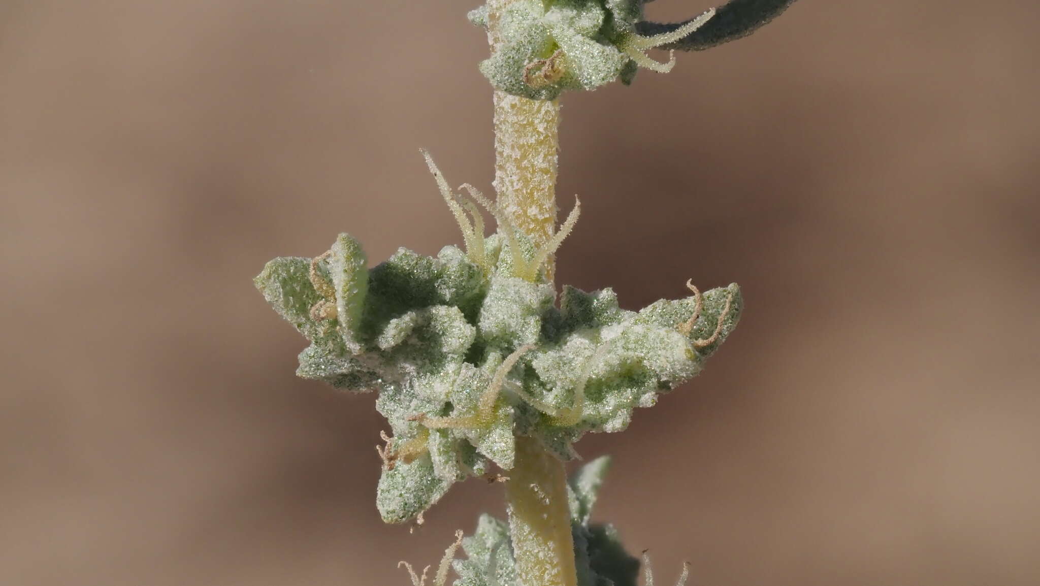 Sivun Atriplex linearis S. Wats. kuva