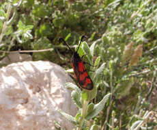 Image of Zygaena graslini Lederer 1855