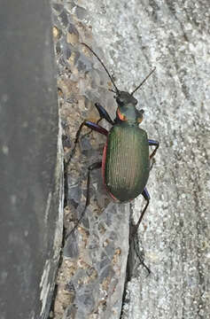 Sivun Calosoma (Calosoma) wilcoxi Le Conte 1847 kuva