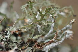 Image of Herre's ragged lichen