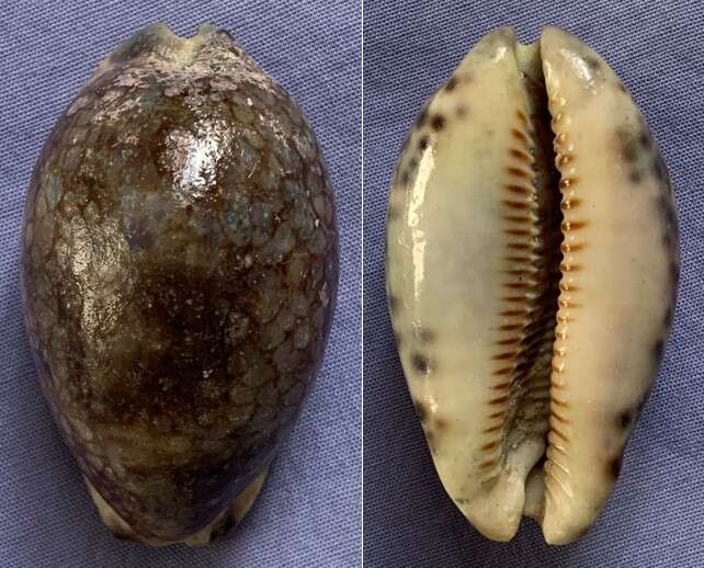 Image of harlequin cowrie