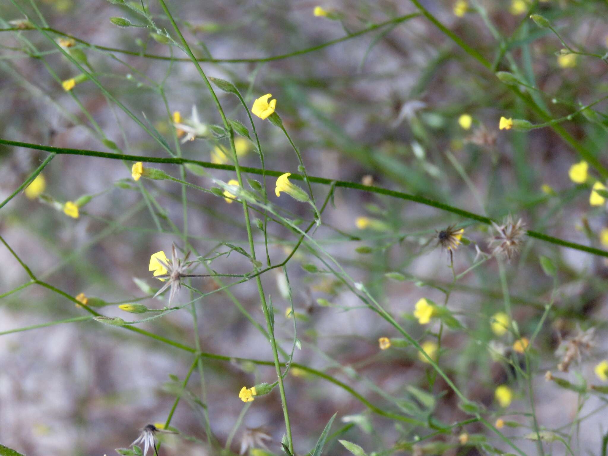 Imagem de Croptilon divaricatum (Nutt.) Rafin.