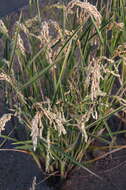 Image of rice