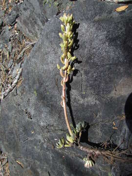 Image of Sedum paradisum subsp. paradisum