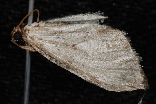 Image of <i>Perizoma costiguttata</i> Hulst 1896