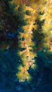 Image of Antipathozoanthus macaronesicus (Ocana & Brito 2003)
