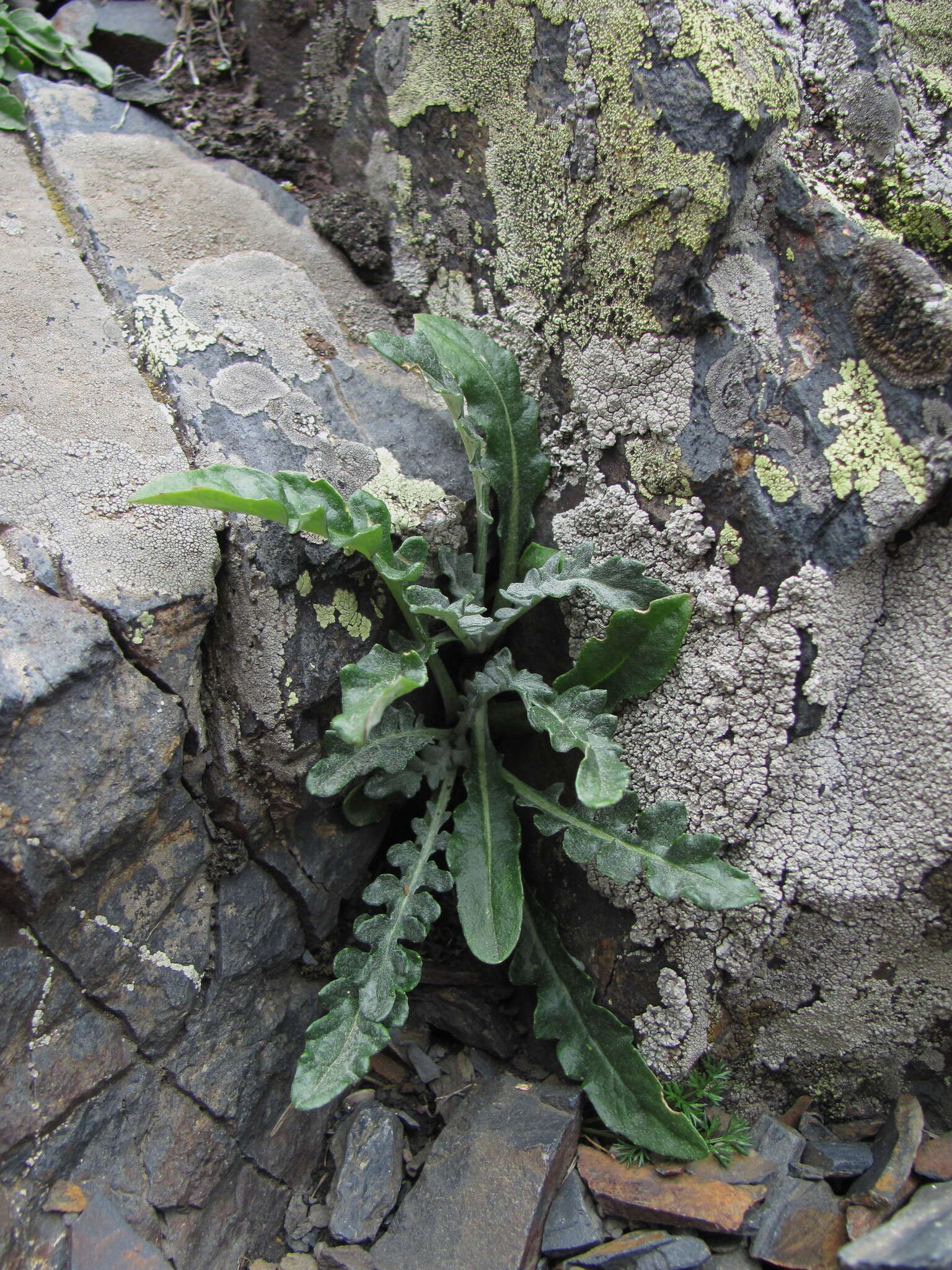 Jurinea filicifolia Boiss.的圖片