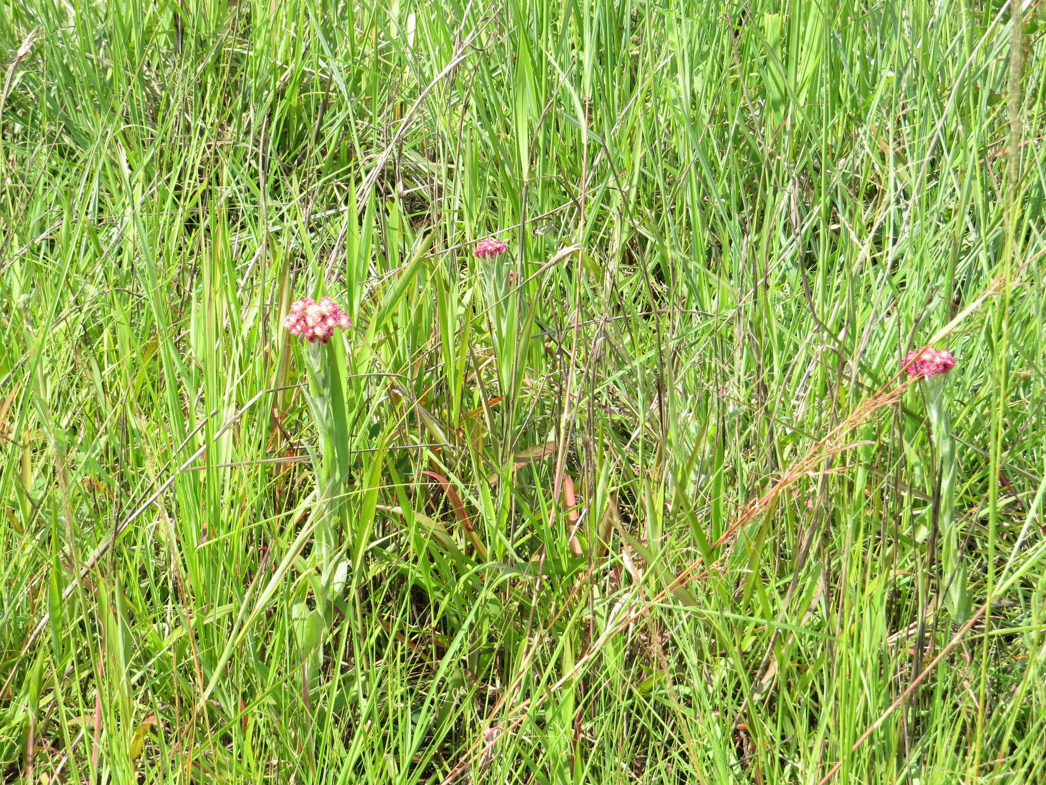 Sivun Helichrysum appendiculatum (L. fil.) Less. kuva