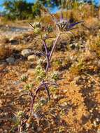 Eryngium dilatatum Lam. resmi