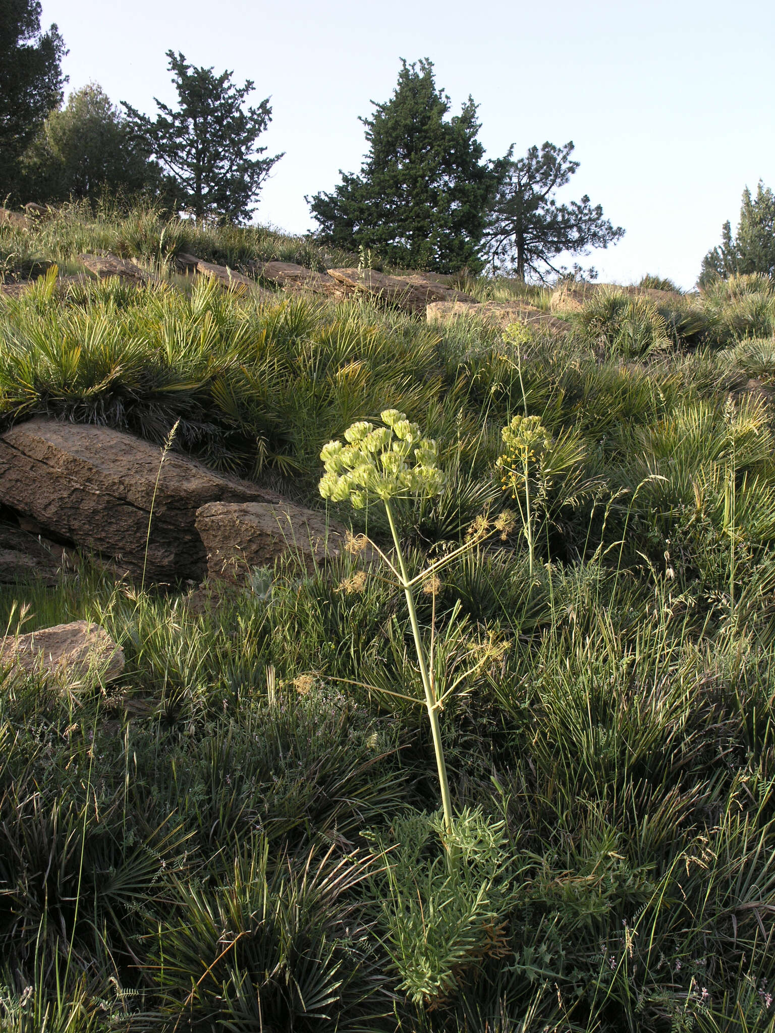 Image of Thapsia transtagana Brot.