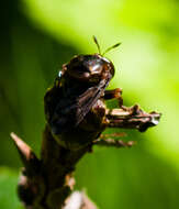 Image of Microdon abditus Thompson 1981