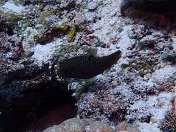 Image of False-eyed Pufferfish