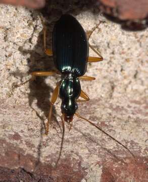 Image of Agonum (Olisares) extensicolle (Say 1823)