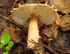 Image of Lepiota cortinarius J. E. Lange 1915