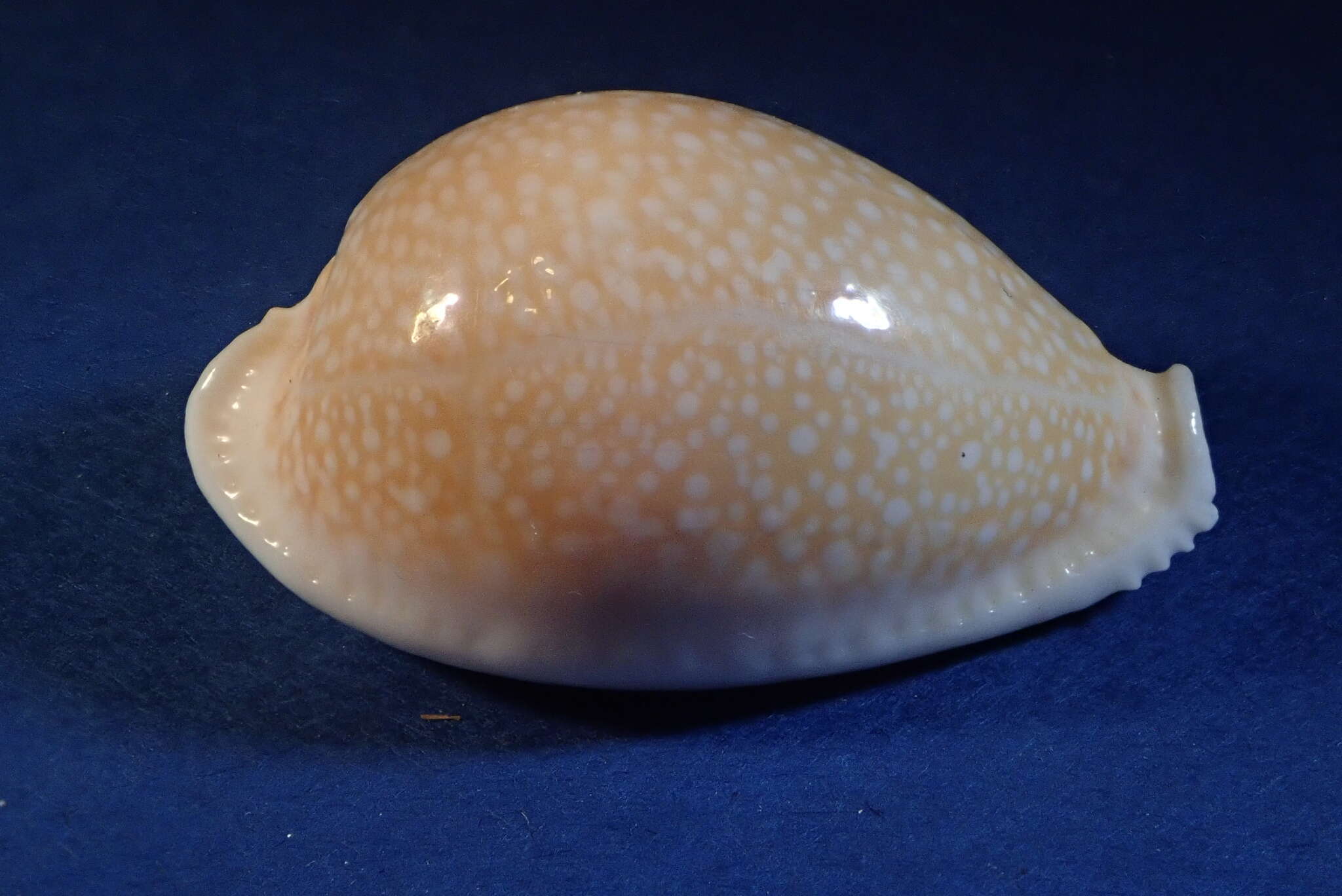 Image of Fuzzy cowrie shell