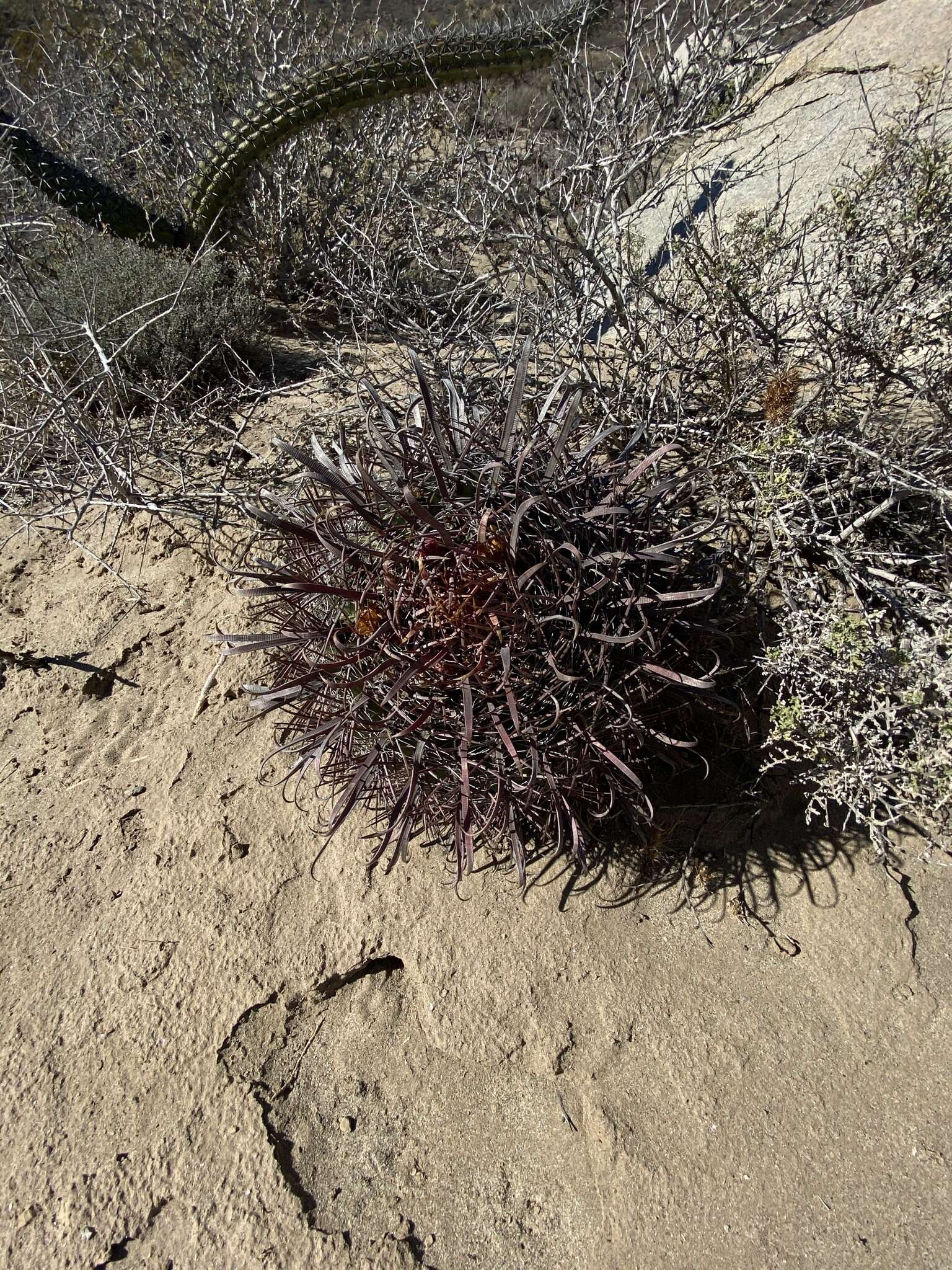 Image of Ferocactus gracilis subsp. coloratus (H. E. Gates) N. P. Taylor