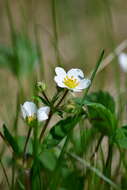 Image of Fragaria L.