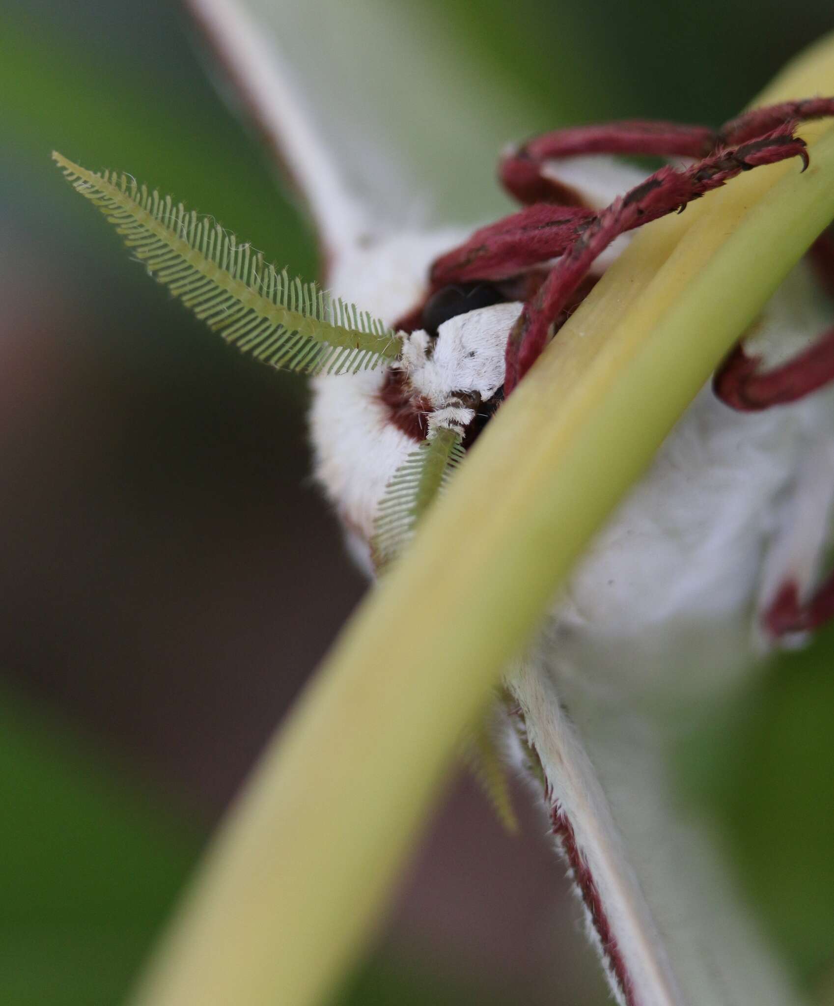 Image of Indian Luna Moth