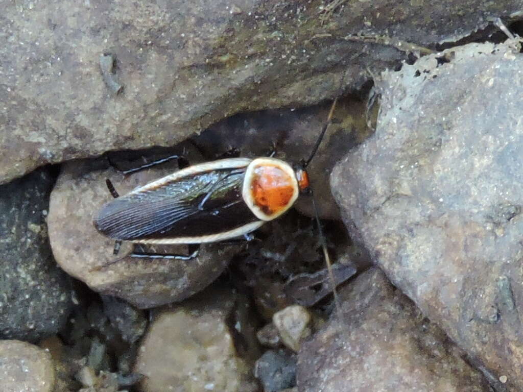 Image of Pale Bordered Field Cockroach