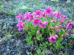 Imagem de Rhododendron camtschaticum Pall.