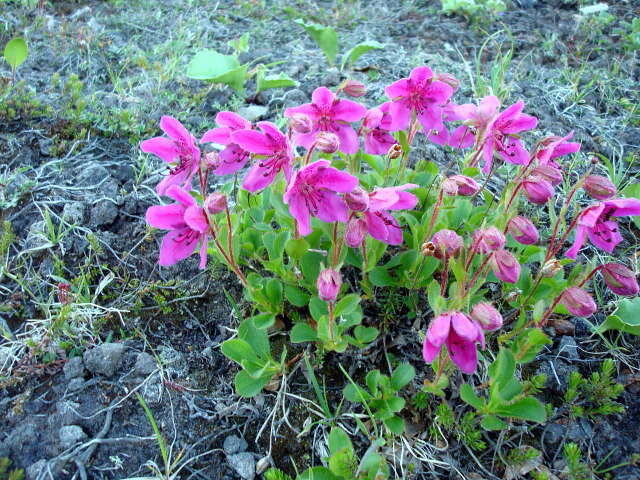 Imagem de Rhododendron camtschaticum Pall.