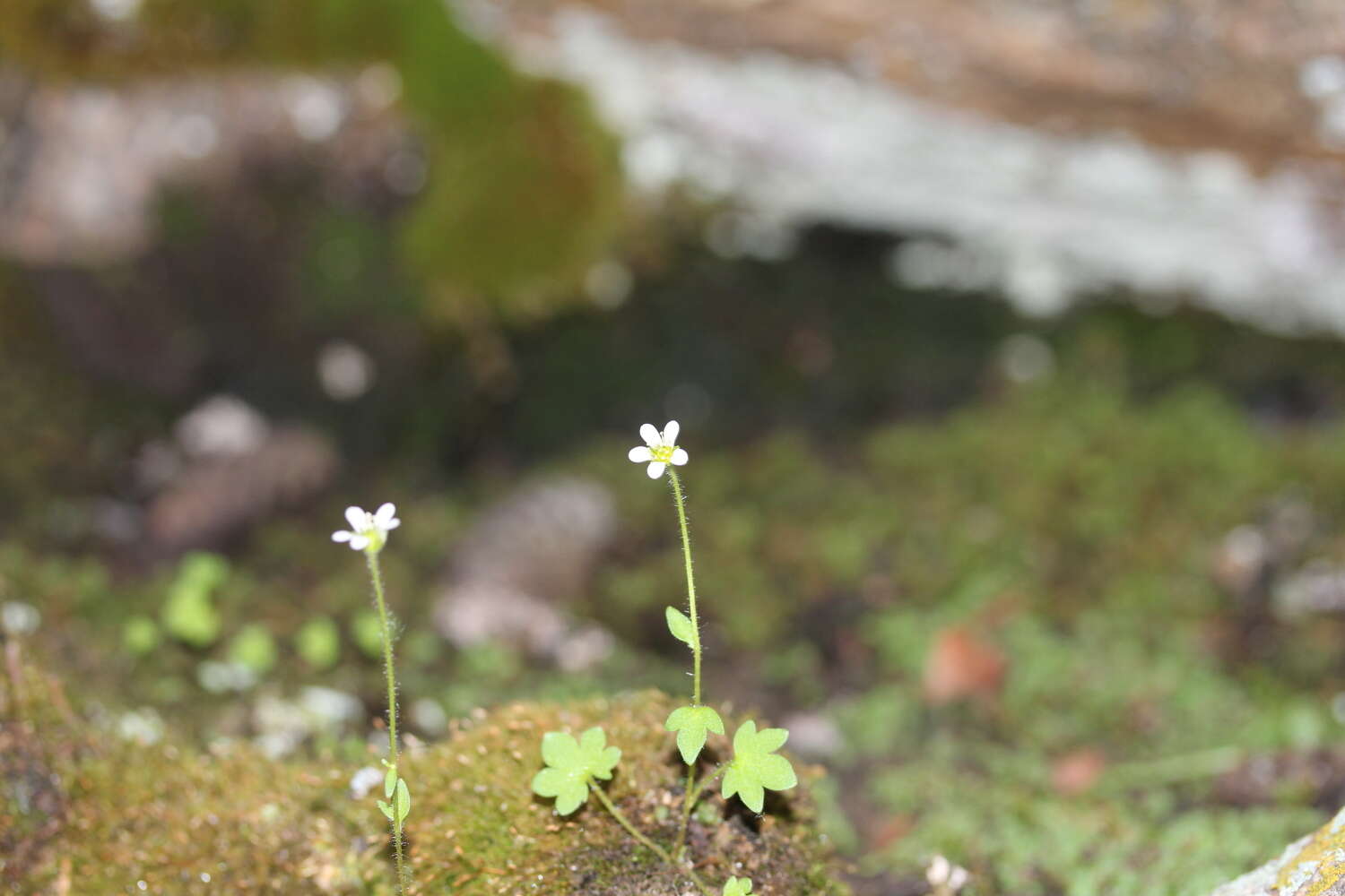 Imagem de Saxifraga rivularis subsp. rivularis