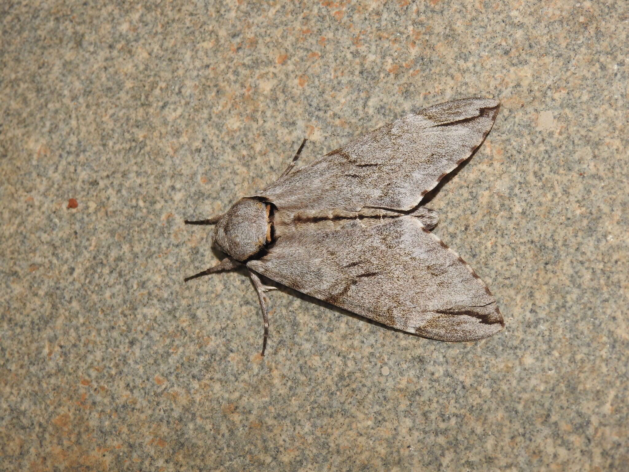 Image of Gray hawk moth