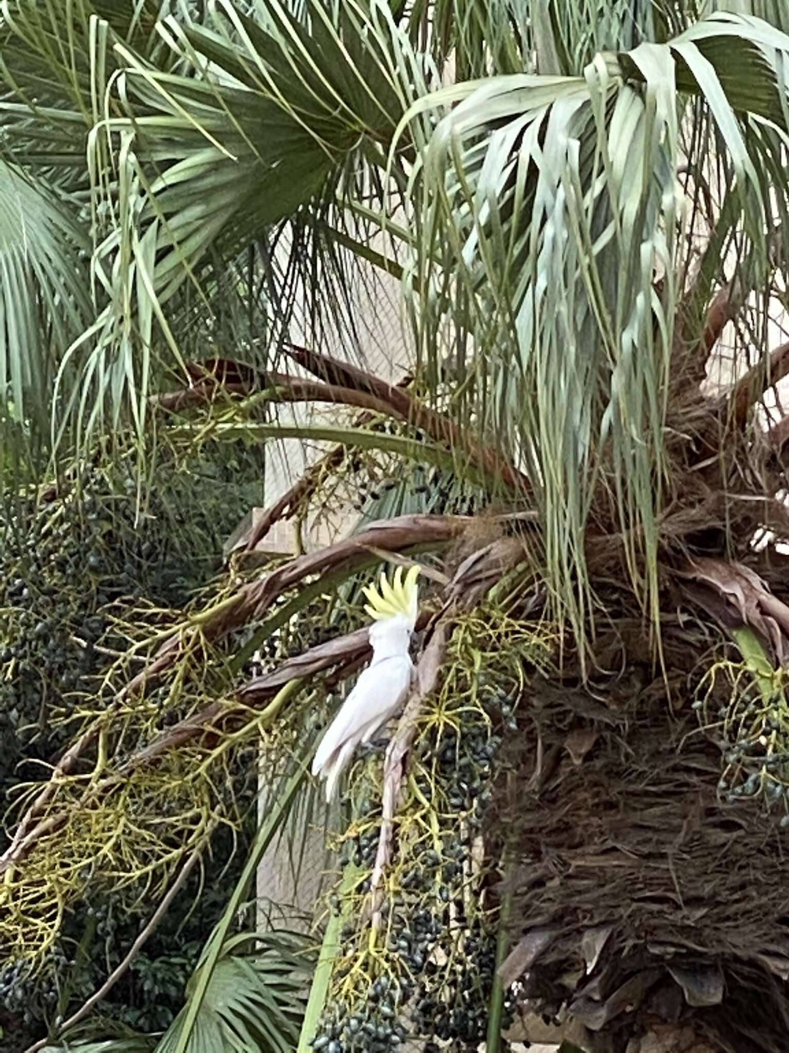 Image of Lesser Sulphur-crested Cockatoo