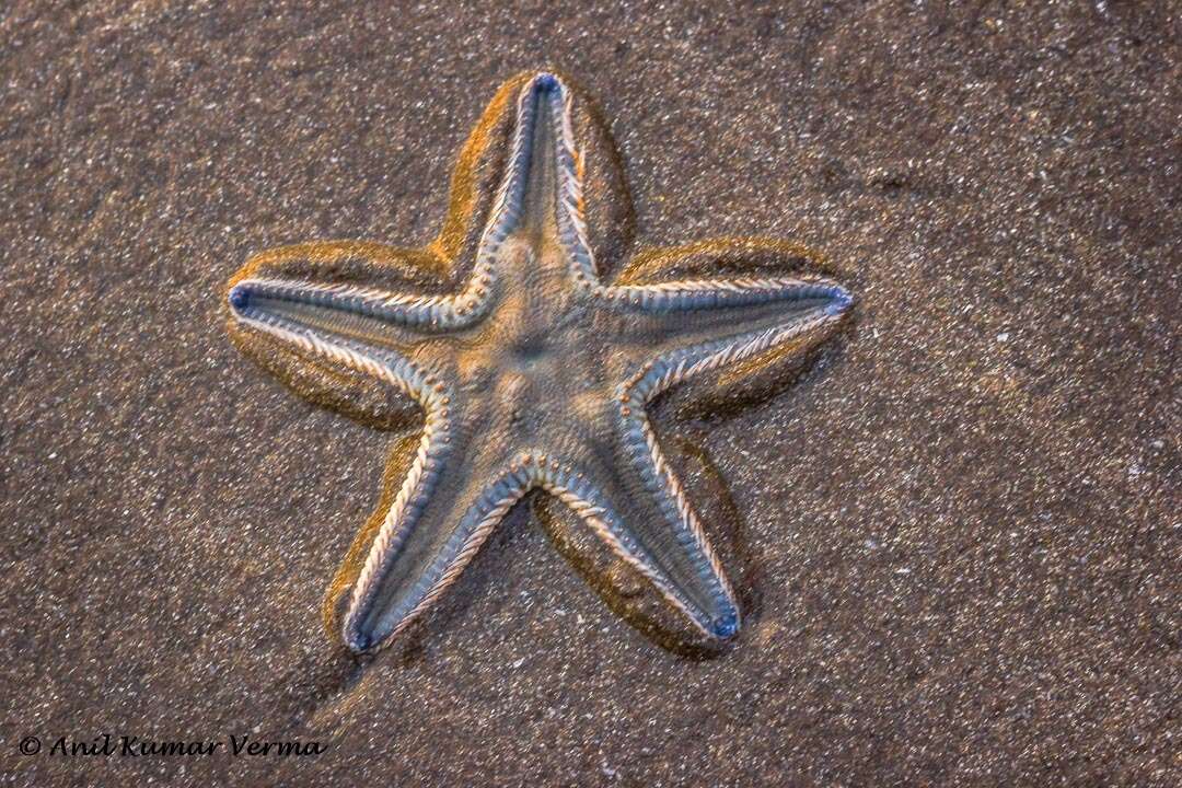 Image of Astropecten indicus Döderlein 1888