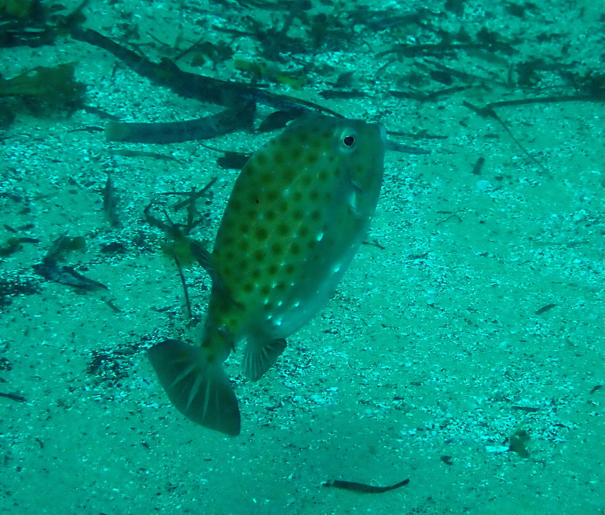 Image of Blue boxfish