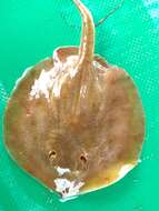 Image of Dwarf round ray