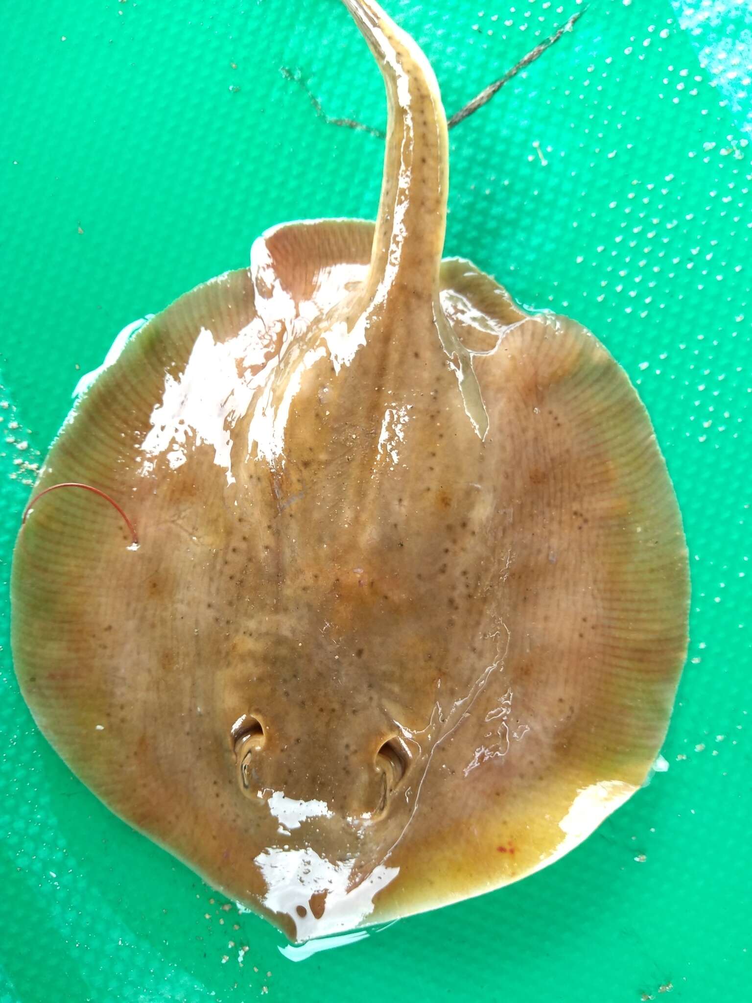 Image of Dwarf round ray