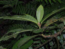 Image of Saurauia tristyla DC.