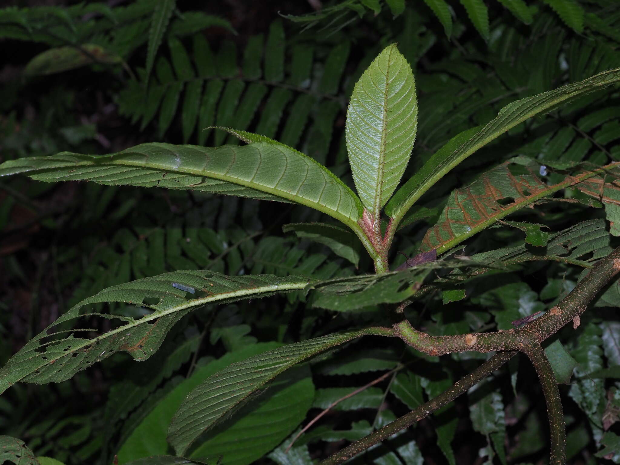 Image de Saurauia tristyla DC.