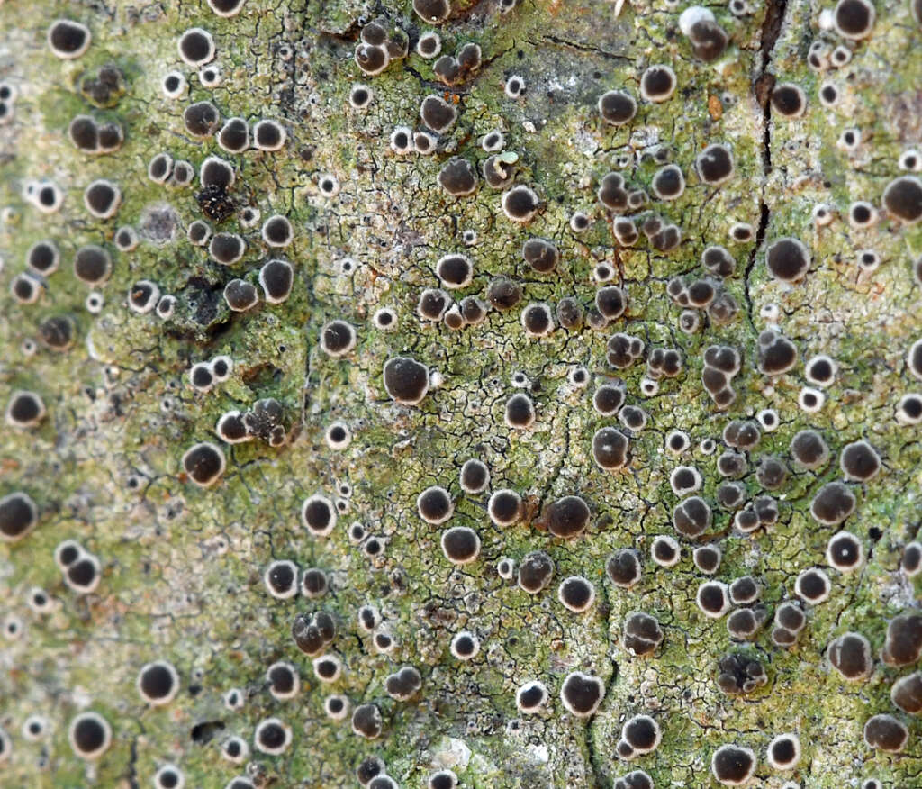 Image of byssoloma lichen