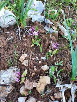 Image de Orchis brancifortii Biv.