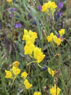 Imagem de Linaria viscosa (L.) Dum.-Courset