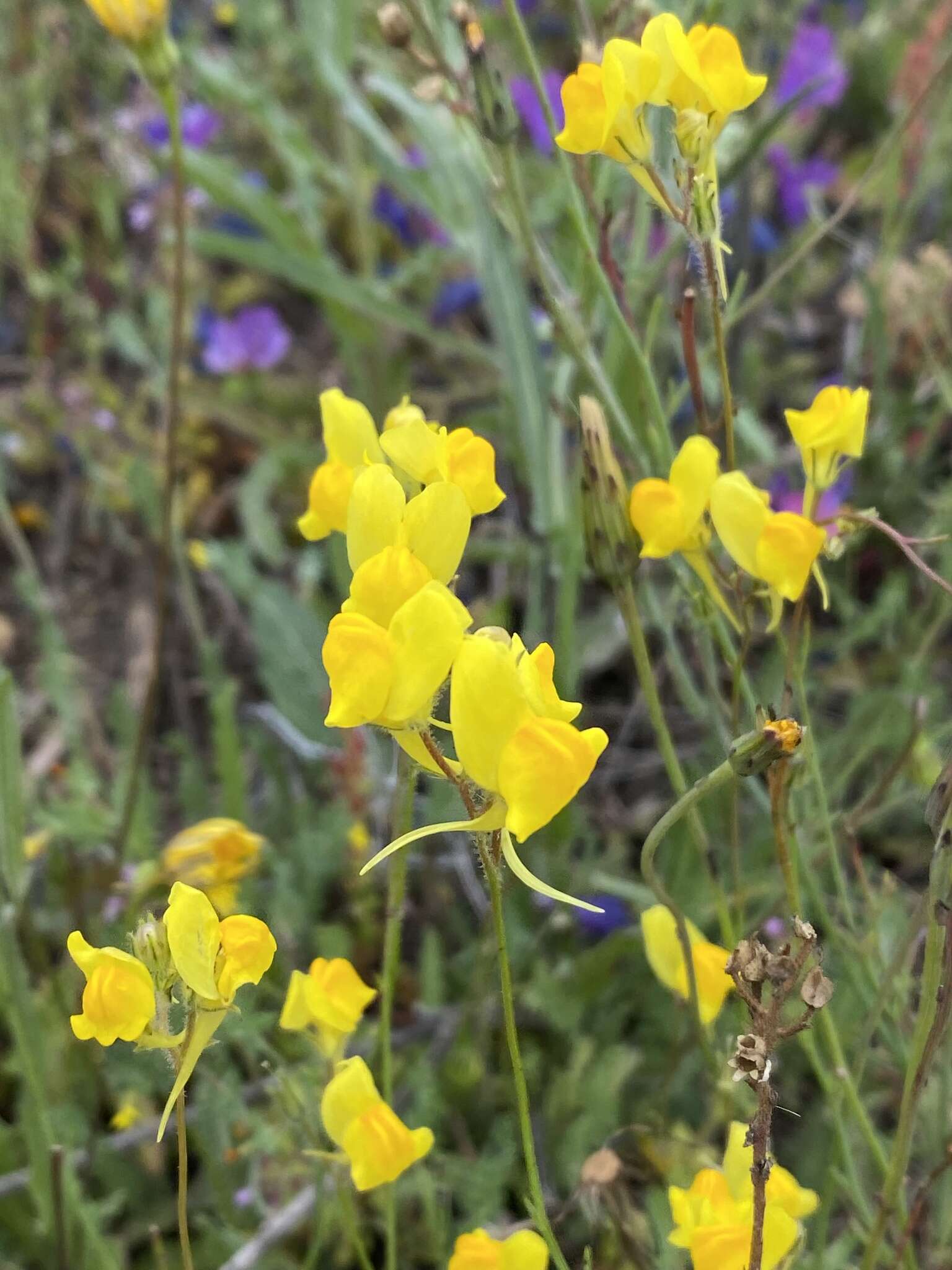 Image of Linaria viscosa (L.) Dum.-Courset