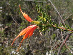 Image of Lambertia ericifolia R. Br.