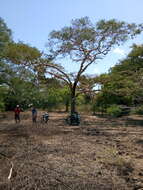 Image of Vachellia leucophloea (Roxb.) Maslin, Seigler & Ebinger