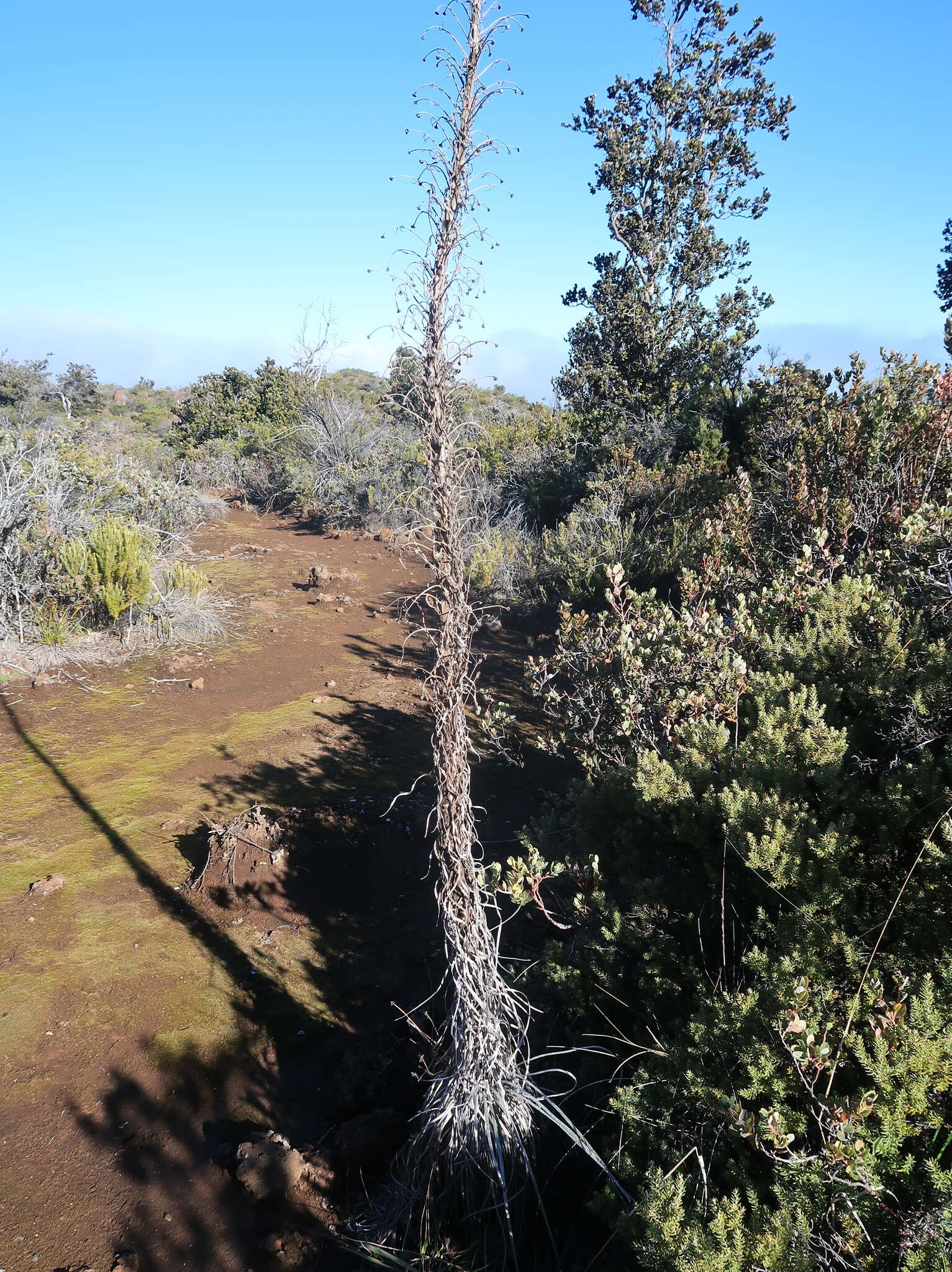 Plancia ëd Argyroxiphium kauense