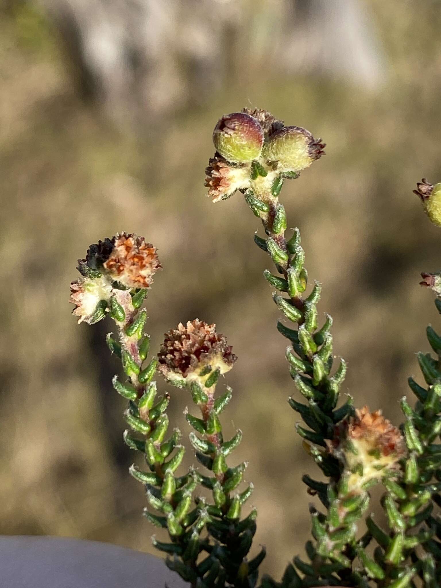 Image of Phylica incurvata Pillans