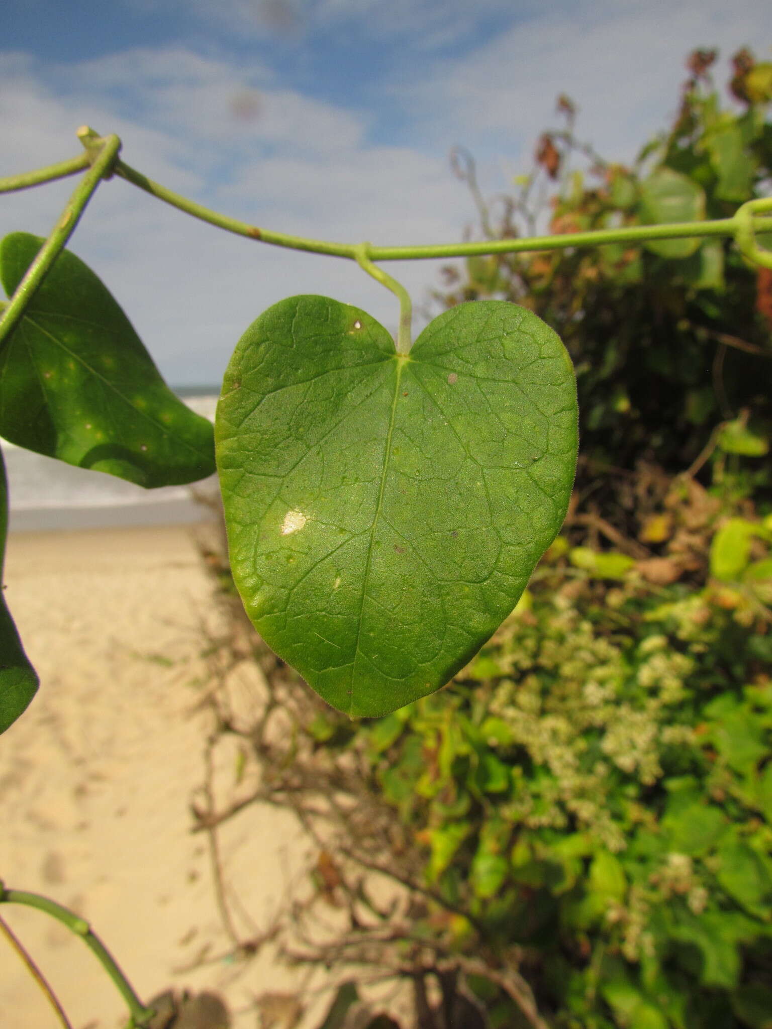 Image of Oxypetalum banksii Schult.