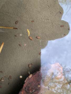Image of Socorro Isopod
