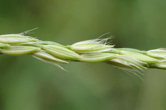 Image of Asian crabgrass