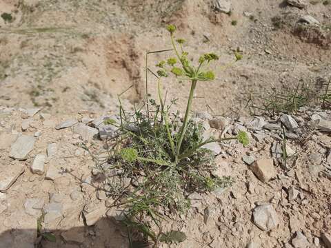 Image of Zosima absinthifolia (Vent.) Link