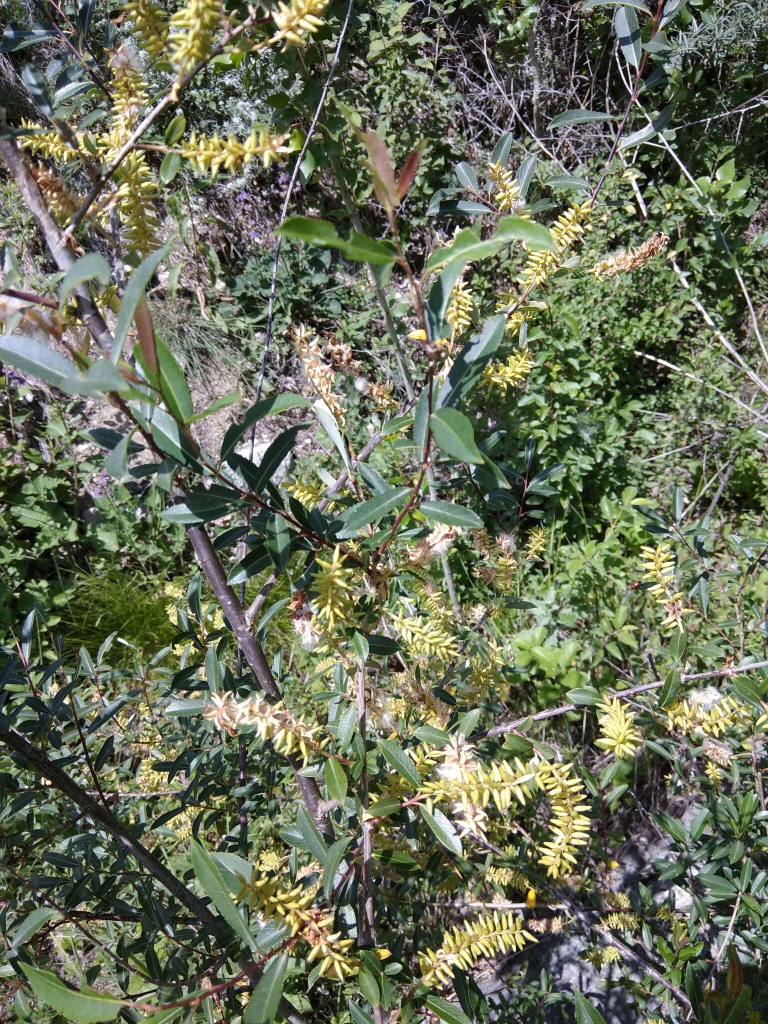 Imagem de Salix caspica Pallas