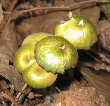 Image of Entoloma incanum (Fr.) Hesler 1967