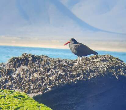 Image of Blackish Oystercatcher